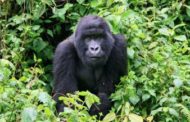 Non c'è abbastanza acqua per i gorilla di montagna