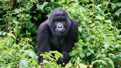 Non c'è abbastanza acqua per i gorilla di montagna