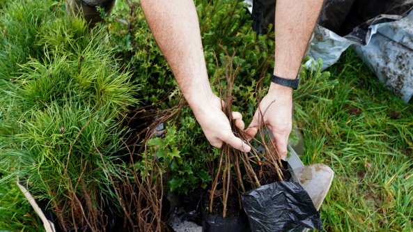 È davvero possibile piantare 6,6 milioni di alberi in Italia entro il 2024?