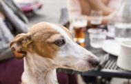 Cani al ristorante, ecco quando non si può vietare l'ingresso (o si rischia la multa)