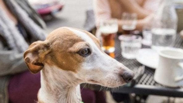 Cani al ristorante, ecco quando non si può vietare l'ingresso (o si rischia la multa)