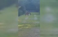 Salento, lupi nel parco di Porto Selvaggio: tre esemplari passeggiano fra le persone