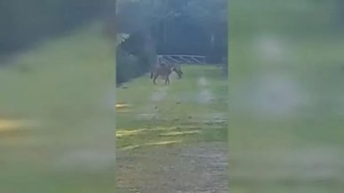 Salento, lupi nel parco di Porto Selvaggio: tre esemplari passeggiano fra le persone