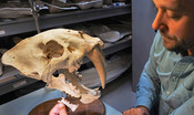 Trovato un gatto dai denti a sciabola di 40 milioni di anni fa