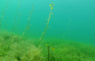 Nei laghi italiani l'enigma della pianta carnivora sommersa