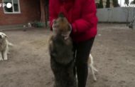 Gli abitanti restano per prendersi cura dei cani abbandonati: 