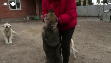 Gli abitanti restano per prendersi cura dei cani abbandonati: 