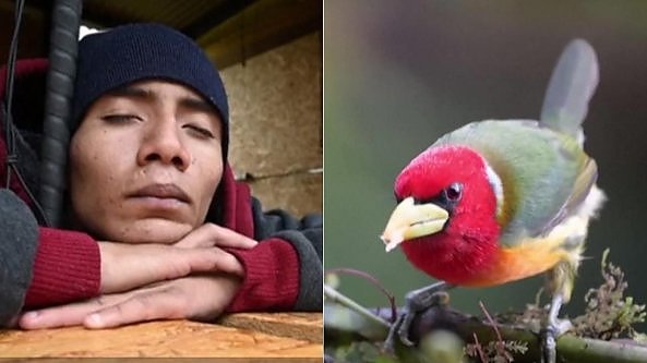 Avvistare gli uccelli con le orecchie: in Colombia il birdwatching per non vedenti