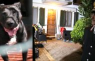 Victoria uccisa a 13 mesi dai pitbull di famiglia: assolti a Brescia i genitori e il nonno