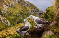 Gli albatros divorziano: colpa del clima