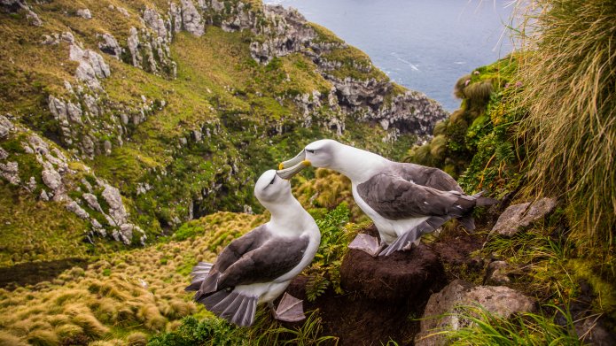 Gli albatros divorziano: colpa del clima