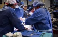 Morto il primo paziente con il cuore di un maiale