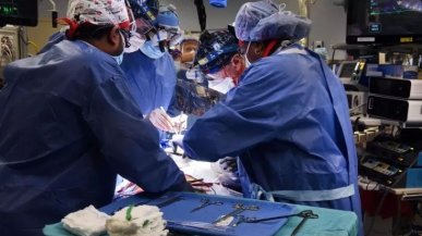 Morto il primo paziente con il cuore di un maiale