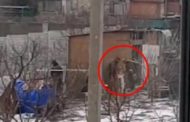 La scena senza tempo: soldati russi rubano galline in un pollaio   di Gianluca Di Feo