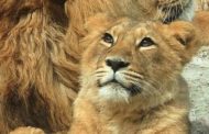 Bioparco, muore anche la giovane leonessa Naisha