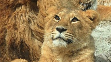 Bioparco, muore anche la giovane leonessa Naisha