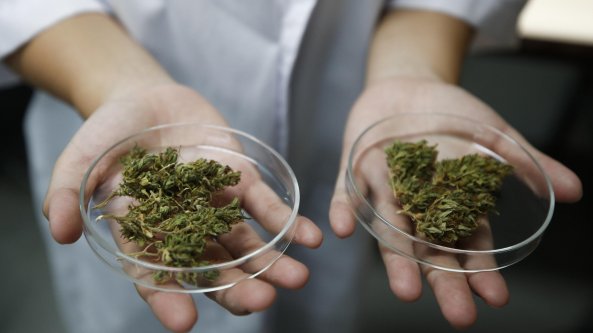Cannabis, il Consiglio comunale di Milano chiede sia legalizzata. La leghista: 