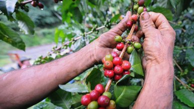 Perché l'industria del caffè non può fare a meno di api e uccelli