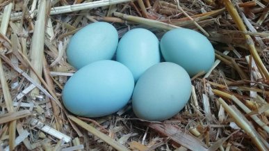 Azzurre, verdi o rossastre: quando le uova le colora la natura