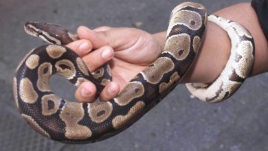 Dal pitone al canarino: scontro sulla vendita degli animali esotici