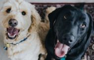 Che cosa si nasconde dietro gli occhioni dolci di un cane