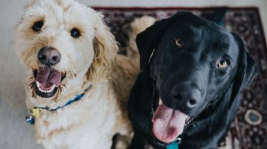 Che cosa si nasconde dietro gli occhioni dolci di un cane