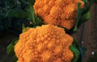 Il cavolfiore romanesco che non ti aspetti è arancione