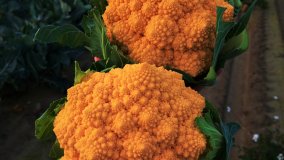 Il cavolfiore romanesco che non ti aspetti è arancione