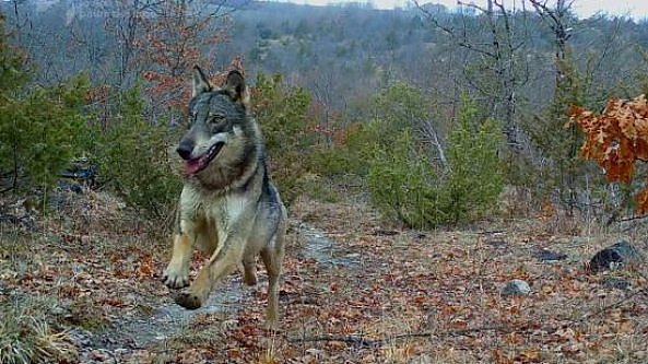 Il lupo bracca il branco di daini: l'inseguimento ripreso dalla telecamera