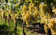 Vi racconto di quel vino dell'Etna che non sono riuscito a togliermi dalla mente