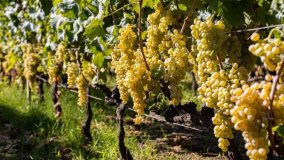 Vi racconto di quel vino dell'Etna che non sono riuscito a togliermi dalla mente