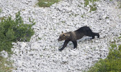 L'orso Juan Carrito è tornato nei boschi della Maiella
