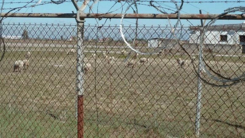 Il Pd contro la base militare a Coltano: “Scelta sbagliata”