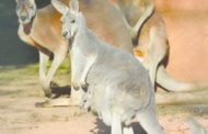 Alle Cornelle è nato un cucciolo di canguro rosso: un concorso per scegliere il nome (ma non si sa se è maschio o femmina)