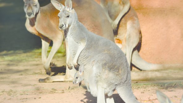 Alle Cornelle è nato un cucciolo di canguro rosso: un concorso per scegliere il nome (ma non si sa se è maschio o femmina)
