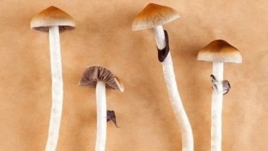 Psilocibina, così i funghi allucinogeni possono aiutare contro la depressione