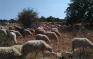 Universitari a lezione di pascolo, il corso si fa in masseria: in cattedra salgono i pastori della Murgia