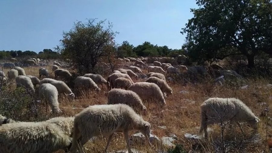 Universitari a lezione di pascolo, il corso si fa in masseria: in cattedra salgono i pastori della Murgia