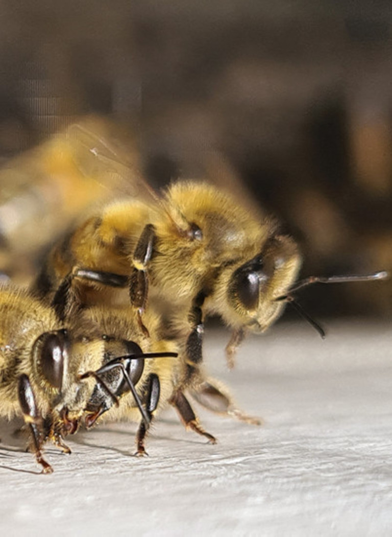 Dalla cera di api una pellicola lavabile per conservare i cibi