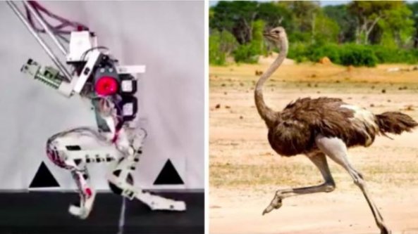 La sfida impossibile del robot che imita la corsa di uno struzzo