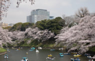 L'insostenibile bellezza dell'Hanami giapponese