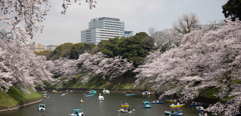 L'insostenibile bellezza dell'Hanami giapponese