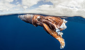 I calamari cambiano colore per mimetizzarsi con l'ambiente