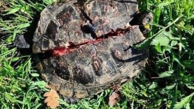 Parco Calimera, il giallo delle tartarughe squarciate a Roma. 