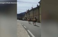 La corsa di cervi per le strade del paese