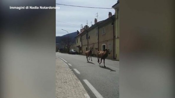 La corsa di cervi per le strade del paese