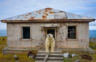 Nel Polo senza ghiacci l'orso cerca casa