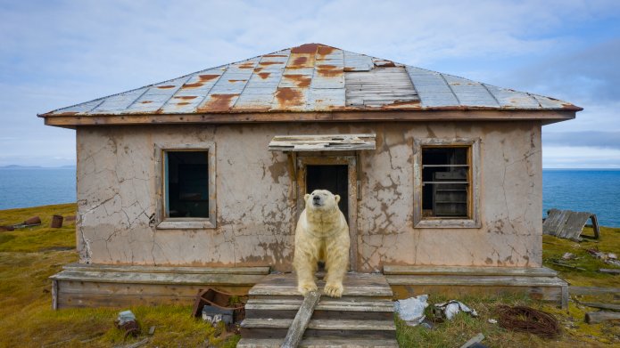 Nel Polo senza ghiacci l'orso cerca casa