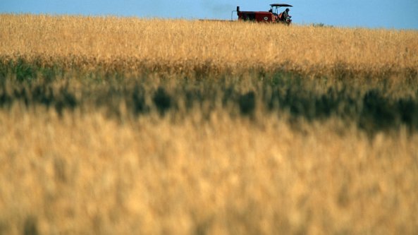 Crisi Ucraina, ancora in calo i prezzi dei prodotti agricoli. E al supermercato?