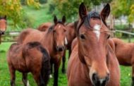 Alla scoperta del cavallo del Catria, l’orgoglio delle Marche